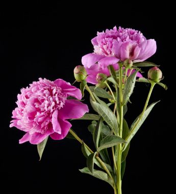 Şakayık çiçekleri siyah bir zemin üzerine