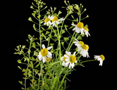 siyah arka plan closeup izole papatya çiçeği