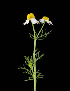 siyah arka plan closeup izole papatya çiçeği