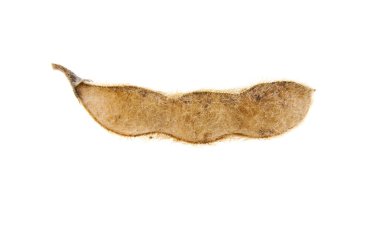 Beyaz arka plan üzerinde soya bakla