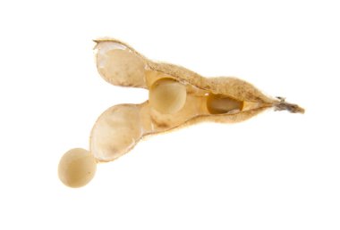 Beyaz arka plan üzerinde soya bakla