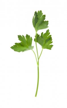 Beyaz arkaplanda maydanoz