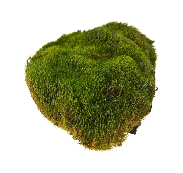在白色背景特写中隔离的绿色苔藓 — 图库照片