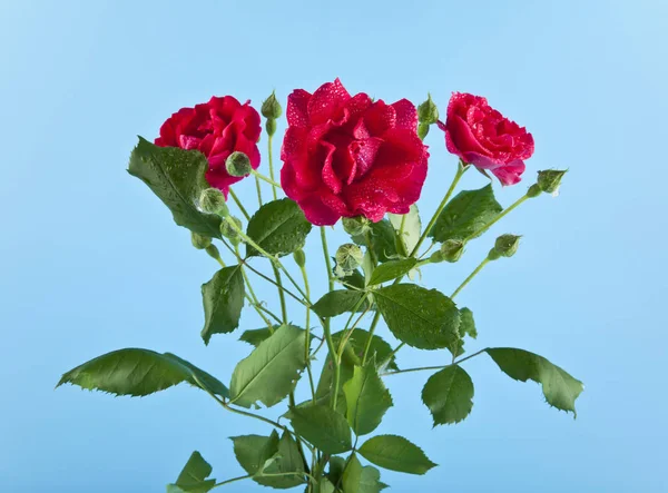 Rosas rojas sobre fondo azul de cerca — Foto de Stock