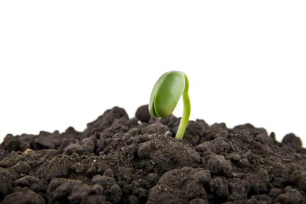 Young seedlings in the soil soil — Stock Photo, Image