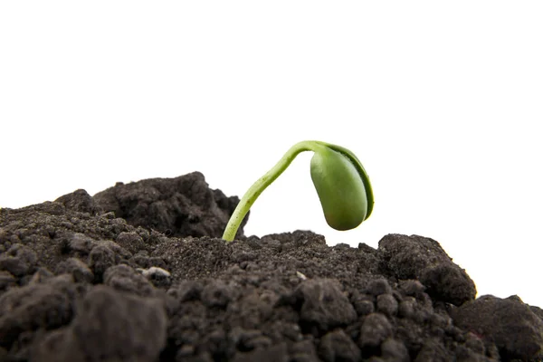 Młode sadzonki w glebie gleby — Zdjęcie stockowe