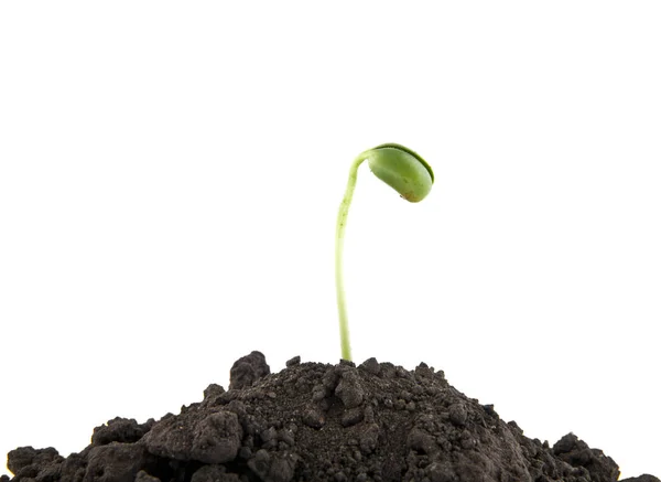 Młode sadzonki w glebie gleby — Zdjęcie stockowe