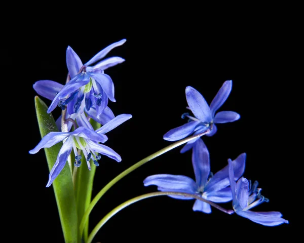 Scilla sobre un fondo negro — Foto de Stock