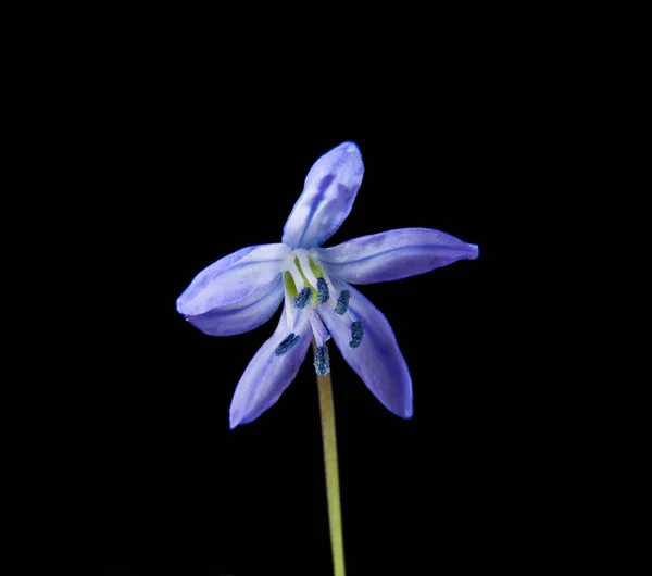 Scilla sobre un fondo negro — Foto de Stock