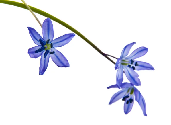 Scilla su sfondo bianco — Foto Stock