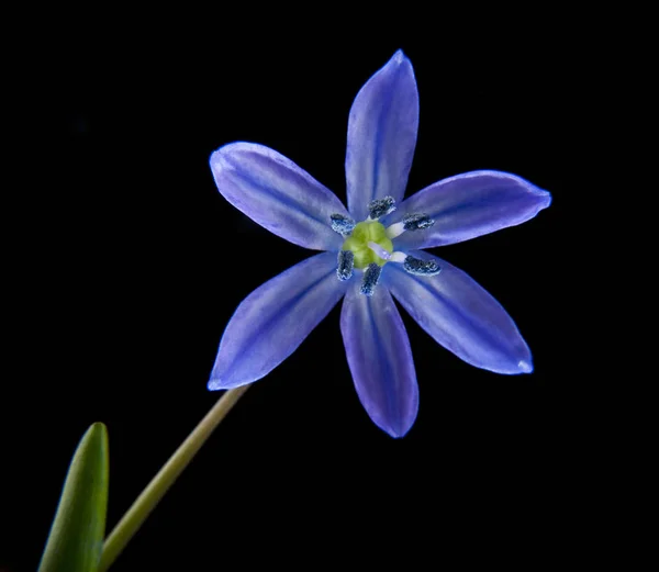 Scilla on a black background — Stock Photo, Image