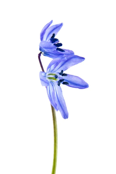 Scilla sur fond blanc — Photo