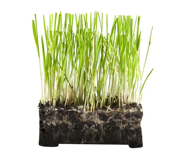 beyaz arkaplandaki çimenler