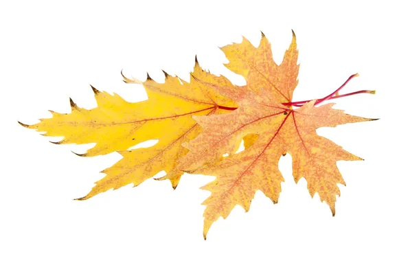 Autumn leaves on white background — Stock Photo, Image