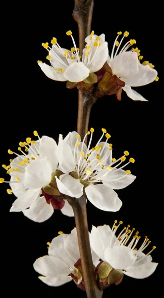 Flowers are apricots — Stock Photo, Image