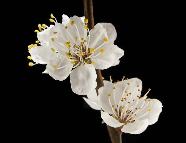 Blüten sind Aprikosen — Stockfoto