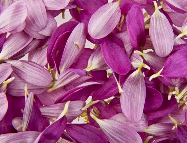 Pétalos de flores lila — Foto de Stock