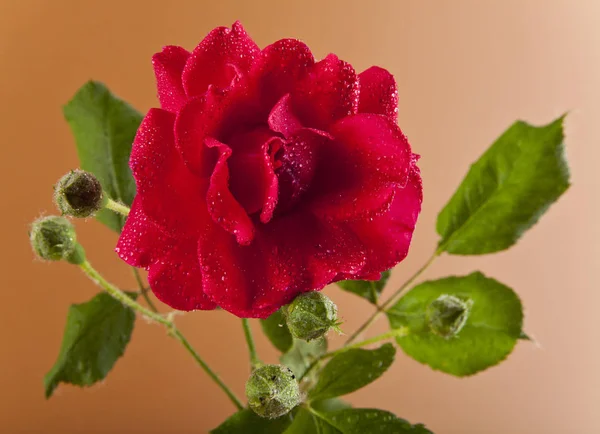 Rote Rosen auf braunem Hintergrund — Stockfoto