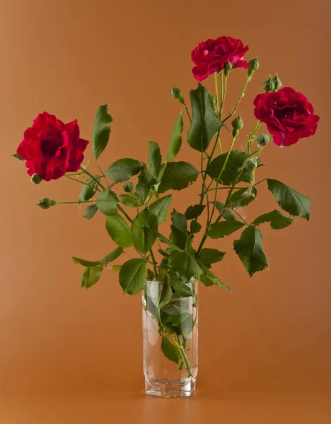 Czerwone róże na brązowym tle — Zdjęcie stockowe