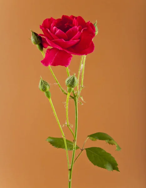 Rosas rojas sobre un fondo marrón —  Fotos de Stock