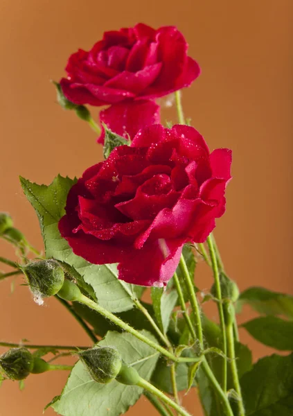 Rosas vermelhas em um fundo marrom — Fotografia de Stock