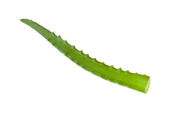 Aloe pada latar belakang putih — Stok Foto
