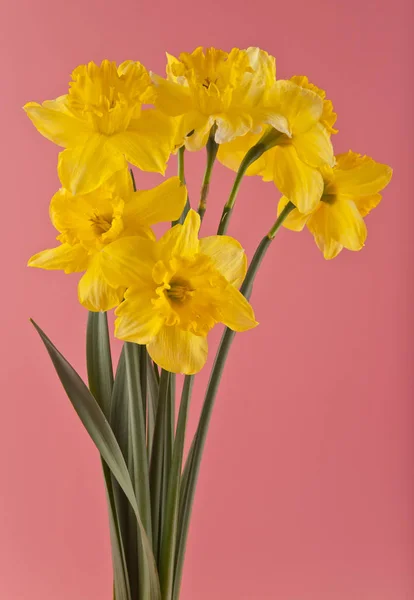 Flores narcisos sobre fondo rosa —  Fotos de Stock