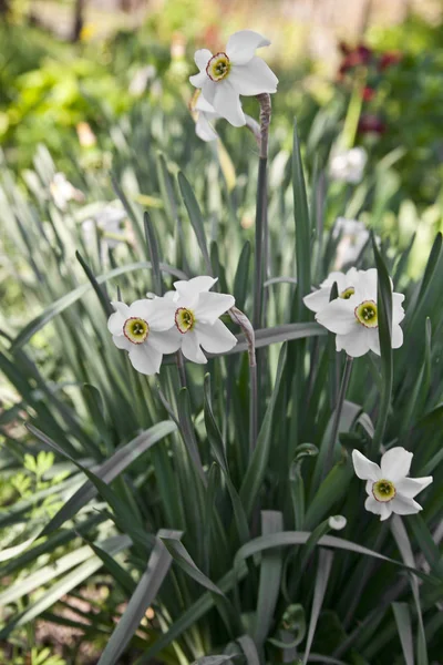 Flores narcisos como un primer plano de fondo —  Fotos de Stock