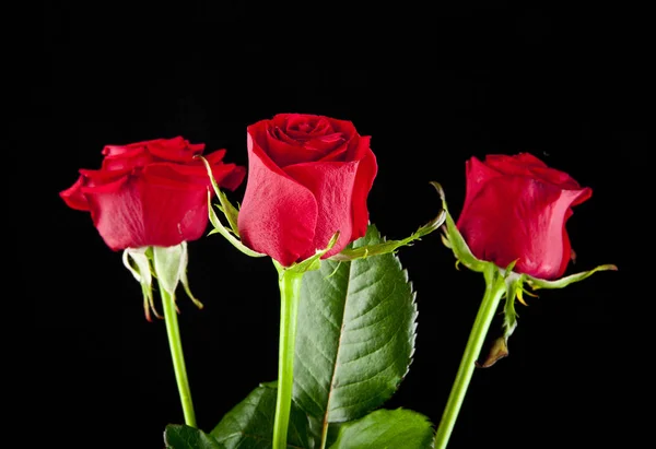 Rosas vermelhas sobre um fundo preto — Fotografia de Stock