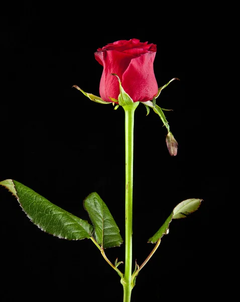 Rode rozen op een zwarte achtergrond — Stockfoto