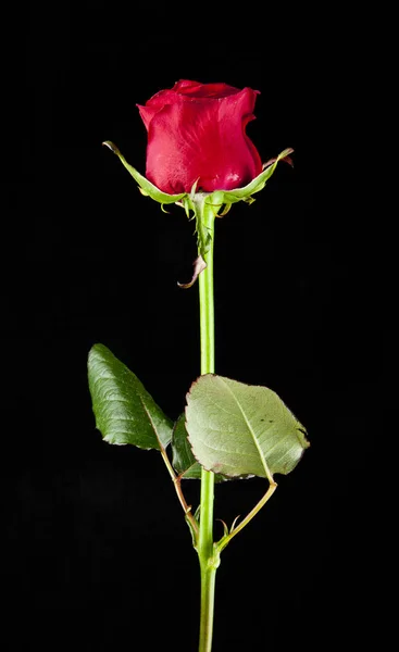 검은 배경의 붉은 장미 — 스톡 사진