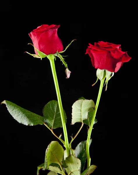 검은 배경의 붉은 장미 — 스톡 사진