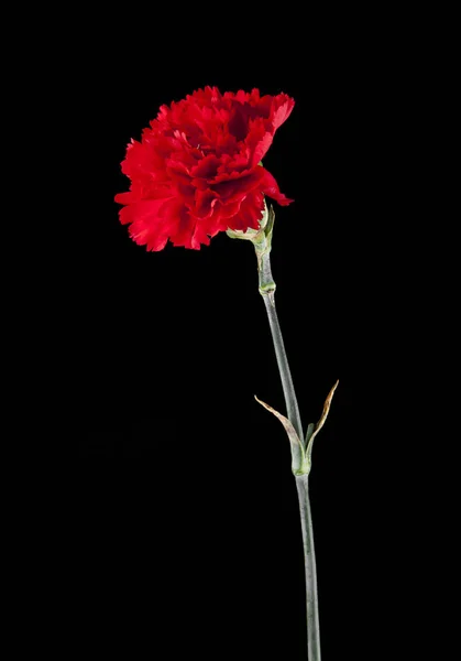 Flores de cravo vermelho — Fotografia de Stock