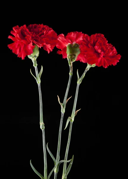 Flores de clavel rojo — Foto de Stock