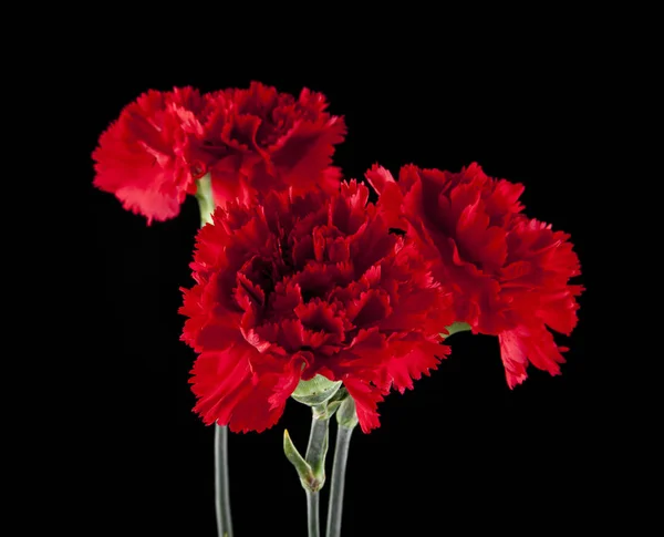 Röda nejlikor blommor — Stockfoto