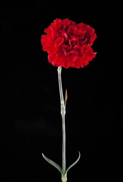 Flores de cravo vermelho — Fotografia de Stock