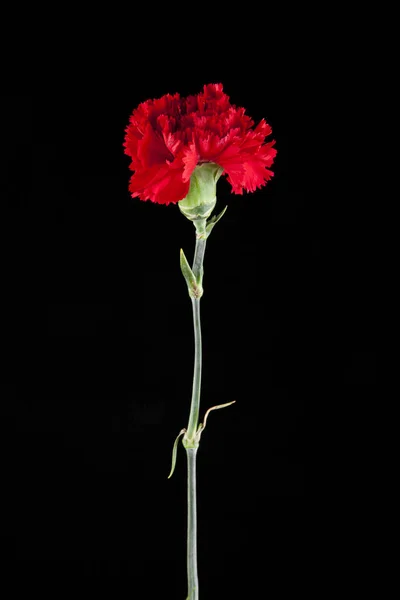 Flores de cravo vermelho — Fotografia de Stock