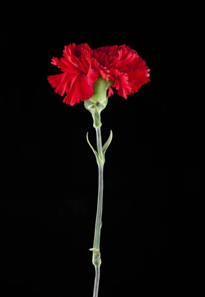 Κόκκινο γαρύφαλλο λουλούδια — Φωτογραφία Αρχείου