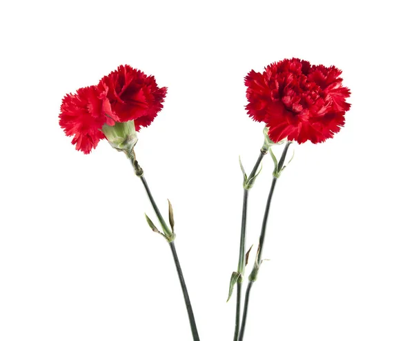 Röda nejlikor blommor — Stockfoto
