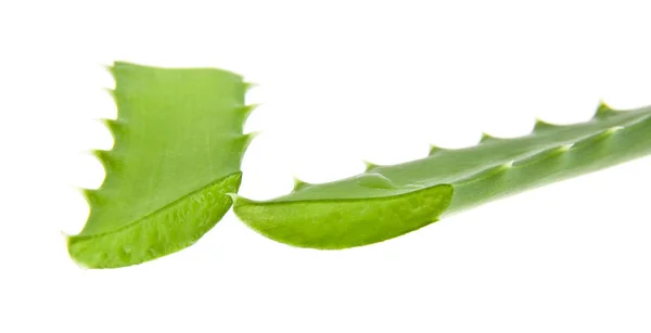 Aloe izolovaných na bílém pozadí closeup — Stock fotografie