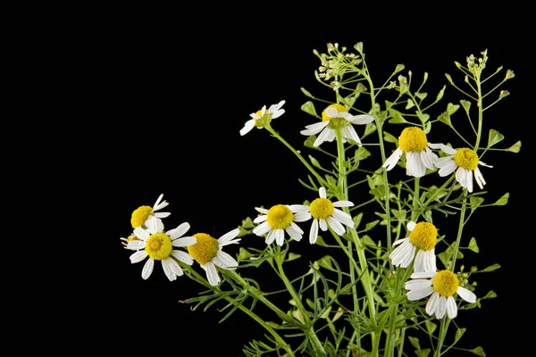 Blomst i kamille isoleret oven på sort baggrund closeup - Stock-foto