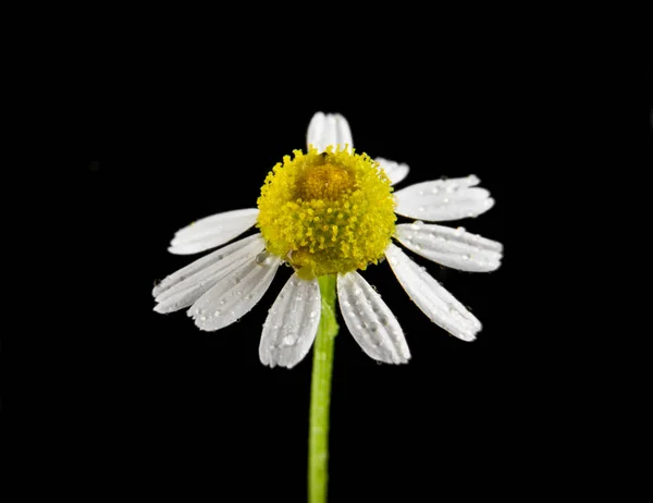 Kwiat rumianku na białym na czarnym tle zbliżenie — Zdjęcie stockowe