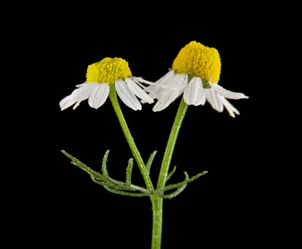 Bloem van kamille geïsoleerd op zwarte achtergrond closeup — Stockfoto