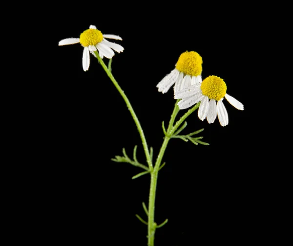 Fleur de camomille isolée sur fond noir gros plan — Photo