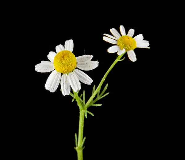 Fleur de camomille isolée sur fond noir gros plan — Photo