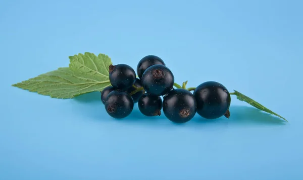 Black currant on a blue background closeup — Stock Photo, Image