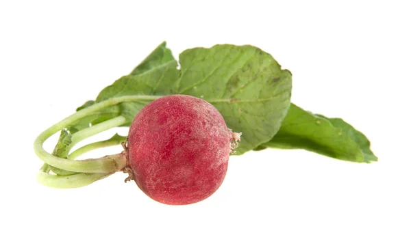 Fresh radishes on white background — Stock Photo, Image