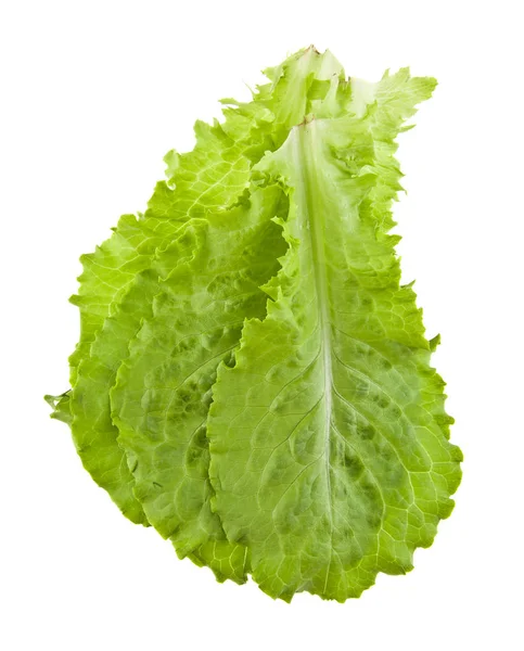 Hojas de lechuga — Foto de Stock