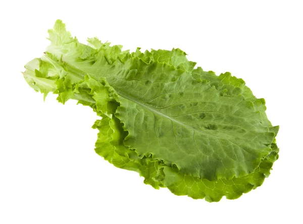 Leaves of lettuce — Stock Photo, Image