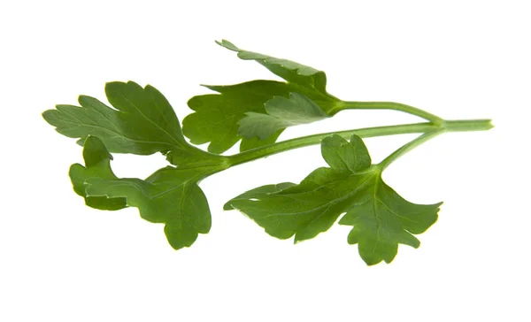 Parsley on white background — Stock Photo, Image